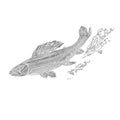 Trout as vintage engraved vector