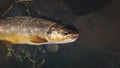 Trout caught on a bait Royalty Free Stock Photo