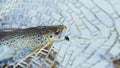 Trout caught in landing net. Fishing for trout Royalty Free Stock Photo