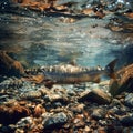 Trout in the clear water river.Generative Ai Royalty Free Stock Photo