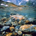 Trout in the clear water river.Generative Ai Royalty Free Stock Photo