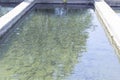 Trout farm. Feeding fish