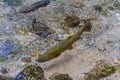 trout feeding in a stream