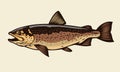 Cutthroat trout fish
