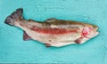 Trout fish on blue wooden table. Top view, copy space Royalty Free Stock Photo