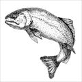 Trout fish in hand drawn strokes. Realistic drawing of the rainbow trout jumping out. Black and white sketch isolated on Royalty Free Stock Photo