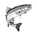 Trout fish in hand drawn strokes. Royalty Free Stock Photo