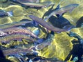 Trout in Fish Hatchery