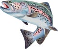 Trout Fish Illustration. Colorful Illustration with details Royalty Free Stock Photo