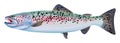 Trout Fish Illustration. Colorful Illustration with details Royalty Free Stock Photo