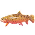 fresh live trout fish, red fish illustration. Royalty Free Stock Photo