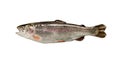 Trout fish isolated Royalty Free Stock Photo