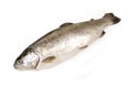 Trout fish isolated on white Royalty Free Stock Photo