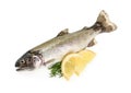 Trout fish isolated on white Royalty Free Stock Photo