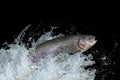 Trout fish jumping with splashing in water Royalty Free Stock Photo