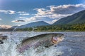 Trout fish jumping with splashing in water