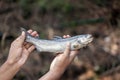 Trout Fish at Ooty, Ootacamund in Nilgiris, Tamil Nadu, India Royalty Free Stock Photo