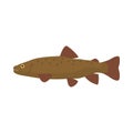 Trout fish side view vector icon illustration. Animal food sea wildlife nature. Ocean bass cartoon symbol art