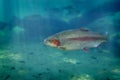 Trout Fish Swimming Royalty Free Stock Photo