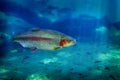 Trout Fish Swimming Royalty Free Stock Photo