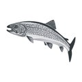 Trout Fish Vector Greyscale Royalty Free Stock Photo