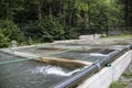 Trout fishery with circulating water and screen tops to concrete tanks located out in the forest