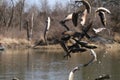 Trout Flying Into an Iowa Lake During Restocking