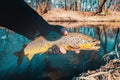 Trout in the hand of angler. Fishing Royalty Free Stock Photo