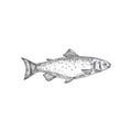 Trout Hand Drawn Vector Illustration. Abstract Fish Sketch. Engraving Style Drawing.