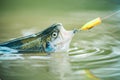 Trout on a hook. Fishing in river. Fly rod and reel with a brown trout from a stream. Fishing. Royalty Free Stock Photo