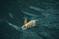 Trout on a hook. Fly fishing