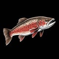 Trout Illustration: Bold Colors And Detailed Sketching On Black Background Royalty Free Stock Photo