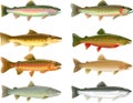 Trout Royalty Free Stock Photo