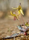 Trout Lily - Erythronium americanum