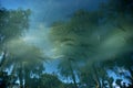 Trout in a pond with a reflection of green trees and blue sky Royalty Free Stock Photo