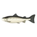 Trout Seafood Icon, Freshwater Salmon Family Fish