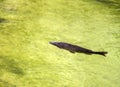 Trout fish in Indus river Pakistan