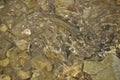 Trout swims in the clear creek