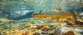 Trout swims underwater in mountain river, wild fish in freshwater of stream. Concept of salmon, wildlife, under water, fresh and Royalty Free Stock Photo