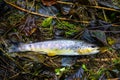 Trout on wet foliage, fishing Royalty Free Stock Photo