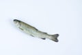 Trout on white background turned upwards. Flat lay. Top view. Royalty Free Stock Photo