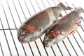 Trouts Royalty Free Stock Photo