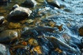 Trouts go for spawning upstream. Generative AI