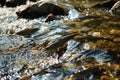 Trouts go for spawning upstream. Generative AI