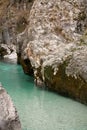 Trouts in pure river soca in canyon gorge, julian alps, slovenia Royalty Free Stock Photo