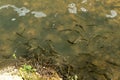 Trouts swimming in a river