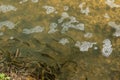 Trouts swimming in a river