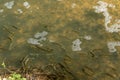 Trouts swimming in a river