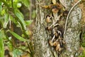 A trove of brown mushrooms grown in the trunk of a tree with tall grass around it Royalty Free Stock Photo