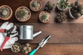 Trowel, hand fork, hoe fork, gardening glove and cactus pot plants on wooden background